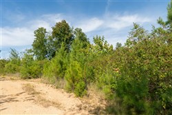 Big White Oak Tract 39
