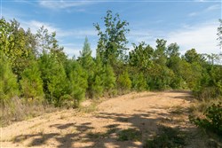 Big White Oak Tract 39
