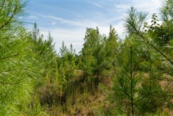 Big White Oak Tract 39