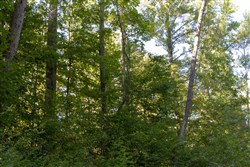 Big White Oak Tract 4