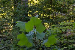Big White Oak Tract 4