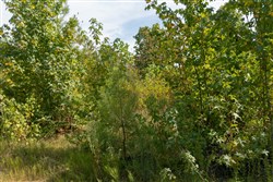 Big White Oak Tract 40
