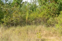 Big White Oak Tract 40