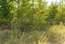 Big White Oak Tract 40