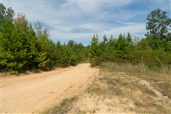 Big White Oak Tract 41