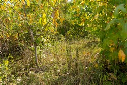 Big White Oak Tract 41