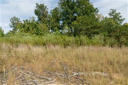 Big White Oak Tract 41