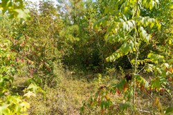 Big White Oak Tract 41
