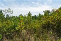property photo for Big White Oak Tract 42, 10.72 acres for sale in Perry County, Tennessee