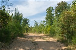 Big White Oak Tract 43