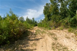 Big White Oak Tract 43