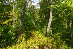 Big White Oak Tract 43