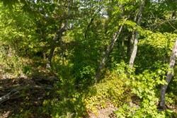 Big White Oak Tract 43