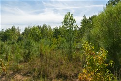 Big White Oak Tract 43