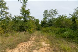 Big White Oak Tract 44