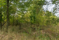Big White Oak Tract 44