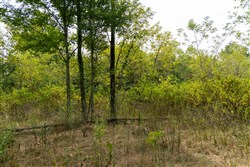 Big White Oak Tract 44