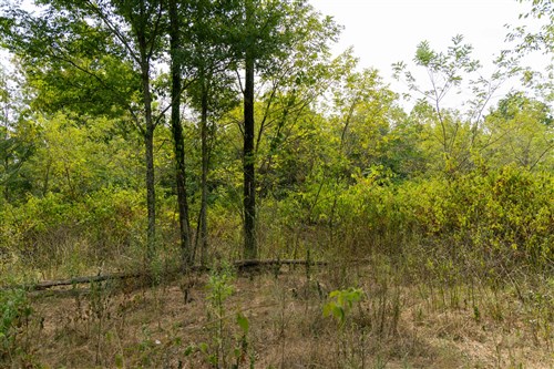 Big White Oak Tract 44