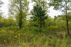 Big White Oak Tract 44