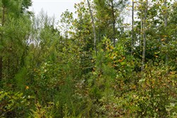 Big White Oak Tract 45