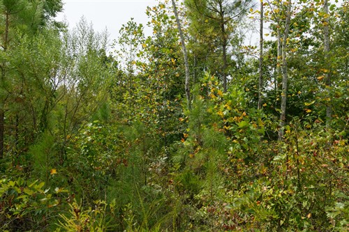 Big White Oak Tract 45