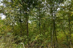 Big White Oak Tract 45
