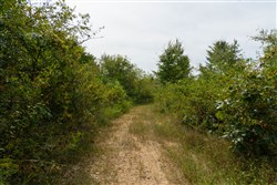 Big White Oak Tract 45