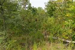 Big White Oak Tract 45