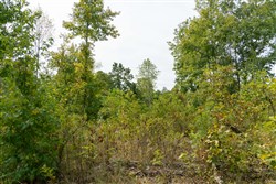 Big White Oak Tract 46