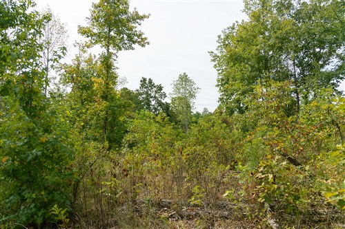 Big White Oak Tract 46