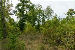 Big White Oak Tract 46