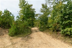 Big White Oak Tract 47