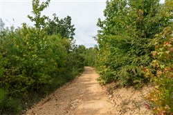 Big White Oak Tract 47
