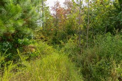 Big White Oak Tract 47