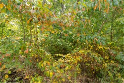 Big White Oak Tract 47