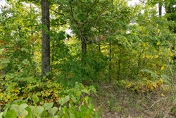 Big White Oak Tract 47