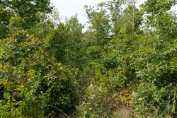 Big White Oak Tract 48
