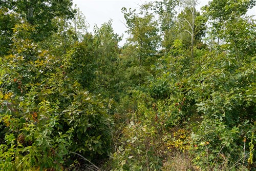 Big White Oak Tract 48