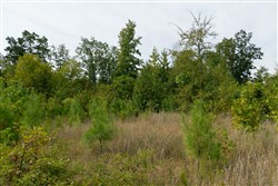 Big White Oak Tract 48