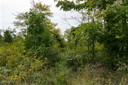 Big White Oak Tract 48