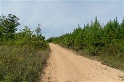 Big White Oak Tract 48