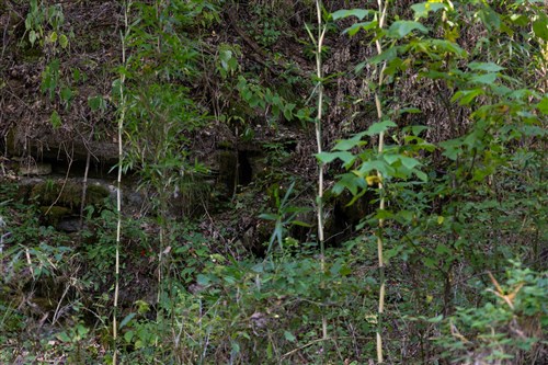 Big White Oak Tract 5