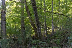 Big White Oak Tract 5