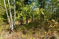 Big White Oak Tract 50