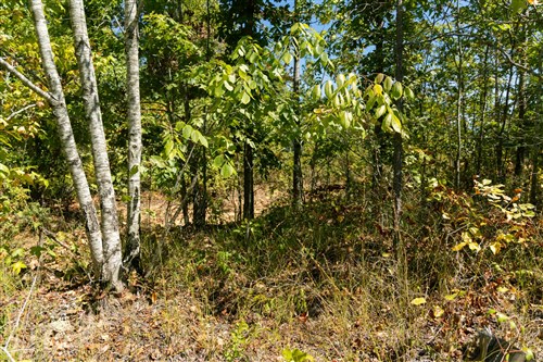 Big White Oak Tract 50