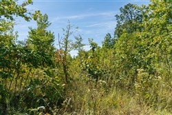Big White Oak Tract 50