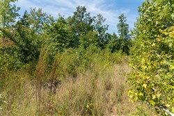 Big White Oak Tract 50
