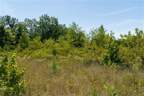 Big White Oak Tract 51