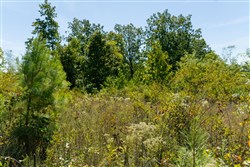 Big White Oak Tract 51