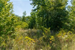 Big White Oak Tract 51